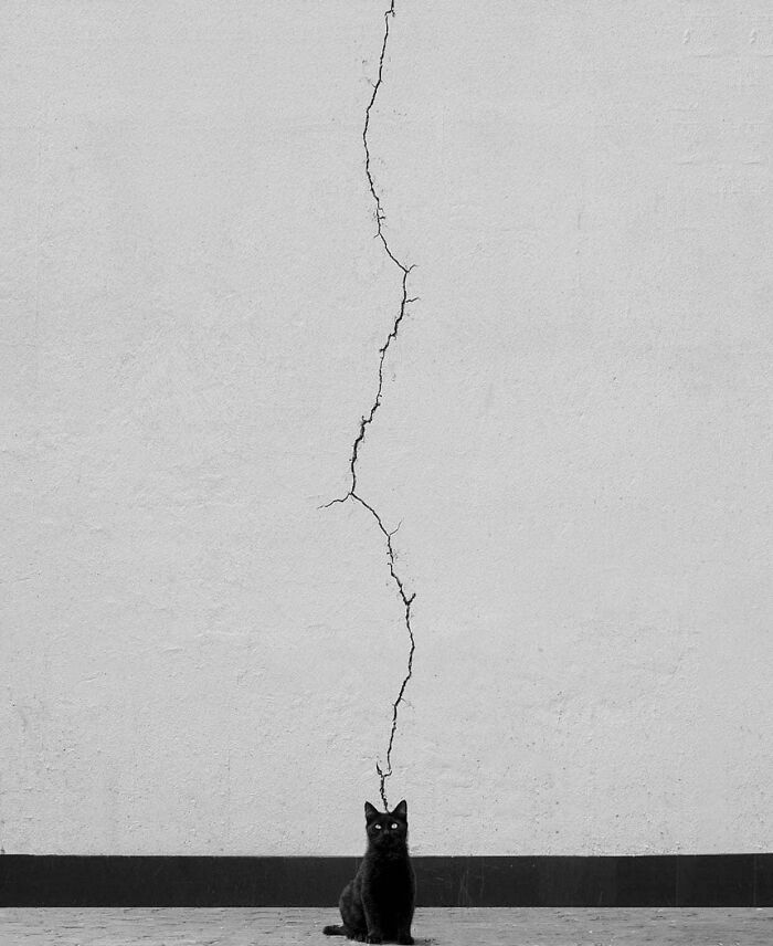 A curious black cat sits beneath a long crack on a white wall, provoking thoughts of 'hmmm'. A curious black cat sits beneath a long crack on a white wall, provoking thoughts of 'hmmm'.