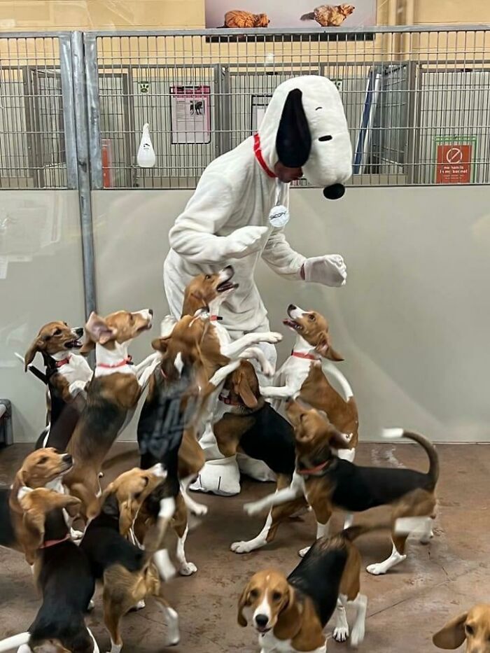 Person in Snoopy costume surrounded by playful beagle puppies, an amusing sight that made people go 'hmmm'. Person in Snoopy costume surrounded by playful beagle puppies, an amusing sight that made people go 'hmmm'.