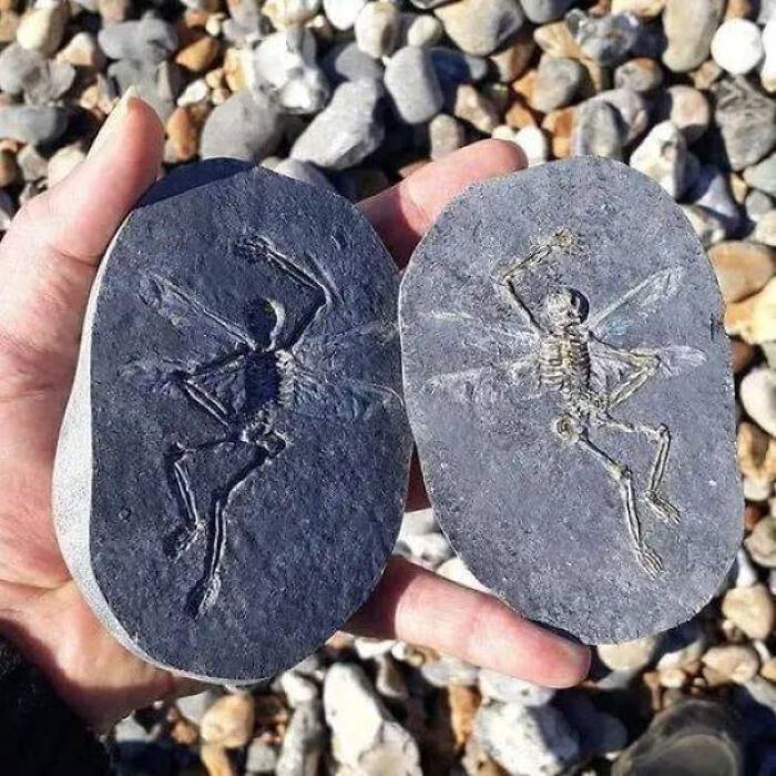 Hands holding two stones with intriguing skeletal imprints. Hands holding two stones with intriguing skeletal imprints.