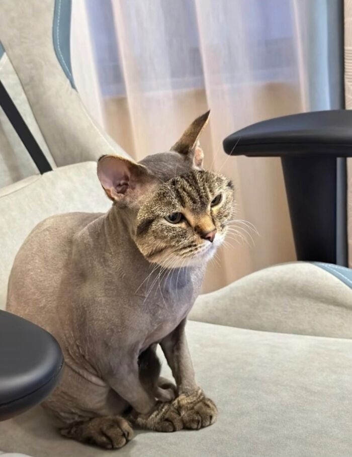 Cat with an unusual mix of features sitting on a chair, inspiring a "hmmm" moment. Cat with an unusual mix of features sitting on a chair, inspiring a "hmmm" moment.