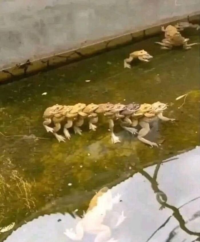 A line of toads stacked on each other in a pond, creating a curious sight. A line of toads stacked on each other in a pond, creating a curious sight.