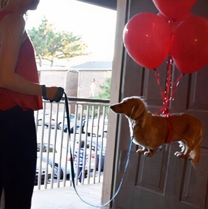 Dog floating indoors with red balloons, prompting a 'Hmmm' moment. Dog floating indoors with red balloons, prompting a 'Hmmm' moment.